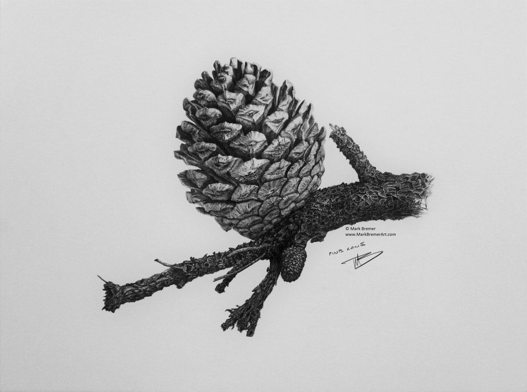 1075x800 pencil drawing pine cone - Pine Cone Drawing