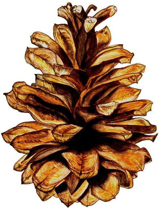 556x725 Colored Pencils In Watercolor Art - Pine Cone Drawing
