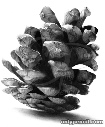 400x483 pine cone - Pine Cone Drawing