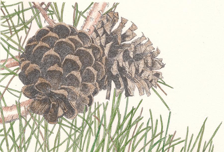 900x613 pine cone drawing - Pine Cone Drawing