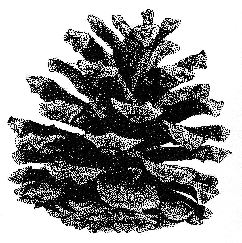 841x843 pine cone drawing - Pine Cone Drawing