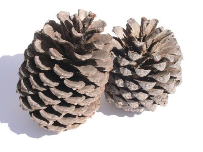 700x525 pine cone images for drawing painting - Pine Cone Drawing