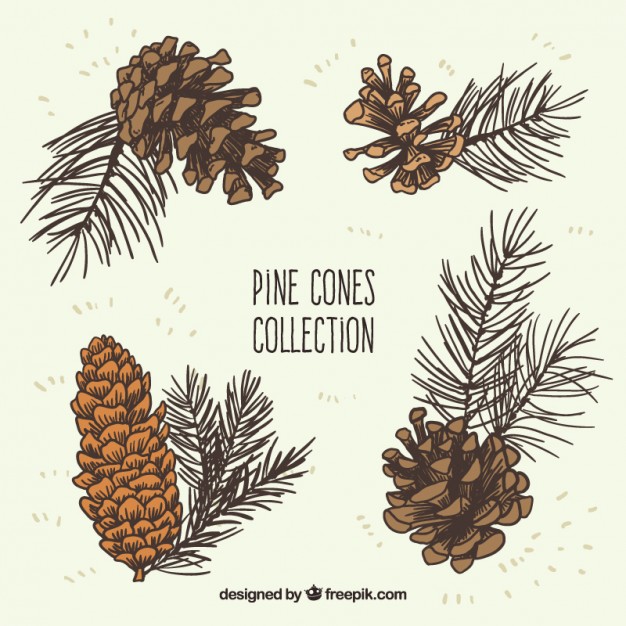 626x626 pine cone vectors, photos and free download - Pine Cone Drawing