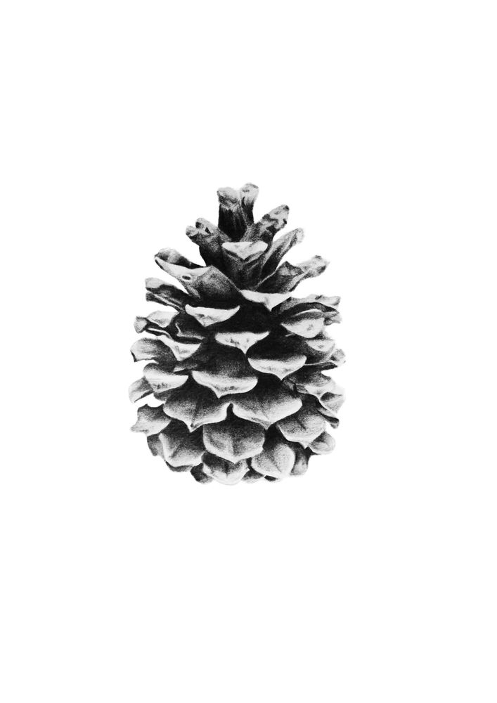 707x1000 Drawing Of Pinecone - Pine Cone Drawing