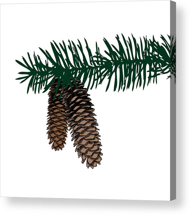 Pine Cone Drawing at PaintingValley.com | Explore collection of Pine ...