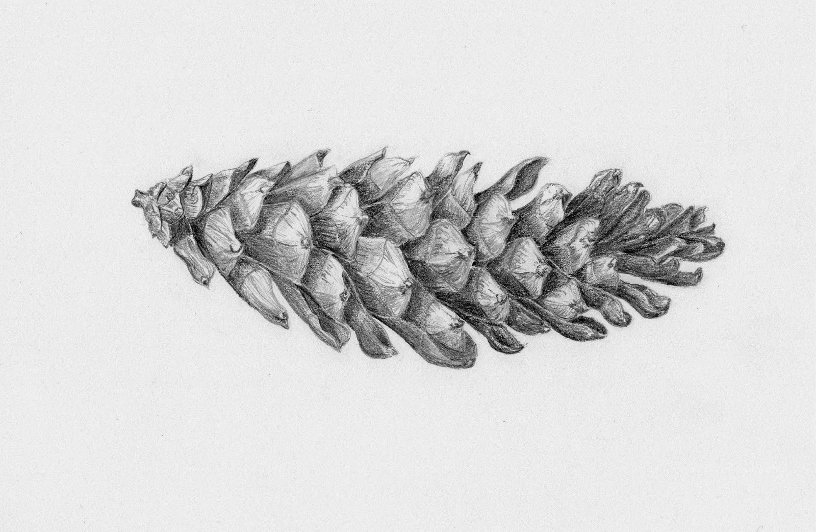 1600x1043 drawings of botanical things pine cone - Pine Cone Drawing