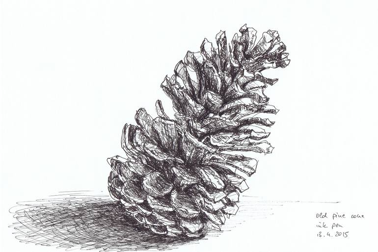 770x514 giant pine cone drawing - Pine Cone Drawing