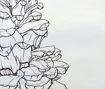 360x304 drawn pine cone line - Pine Cone Line Drawing