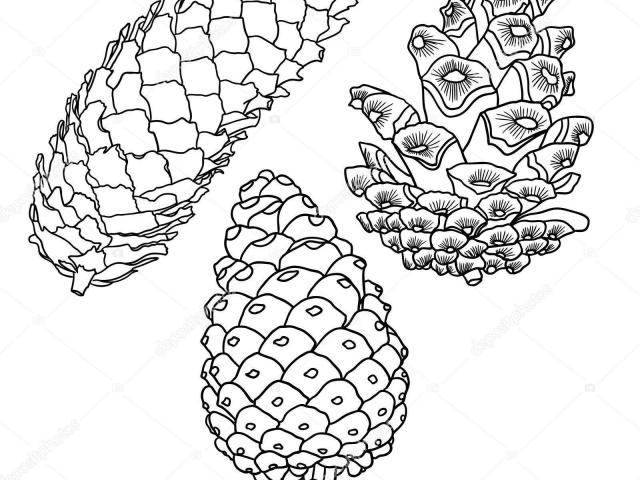 640x480 free drawn pine cone, download free clip art - Pine Cone Line Drawing