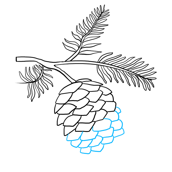 680x678 how to draw a pinecone - Pine Cone Line Drawing