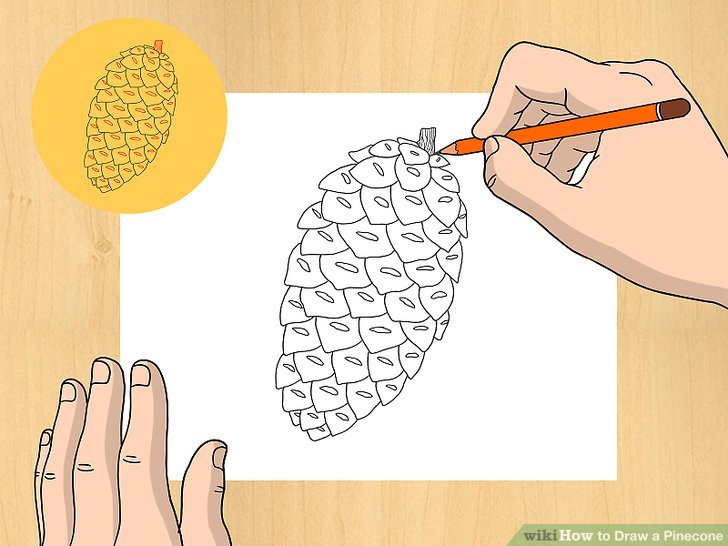 728x546 how to draw a pinecone steps - Pine Cone Line Drawing