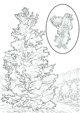 340x480 pine cone colouring - Pine Cone Line Drawing