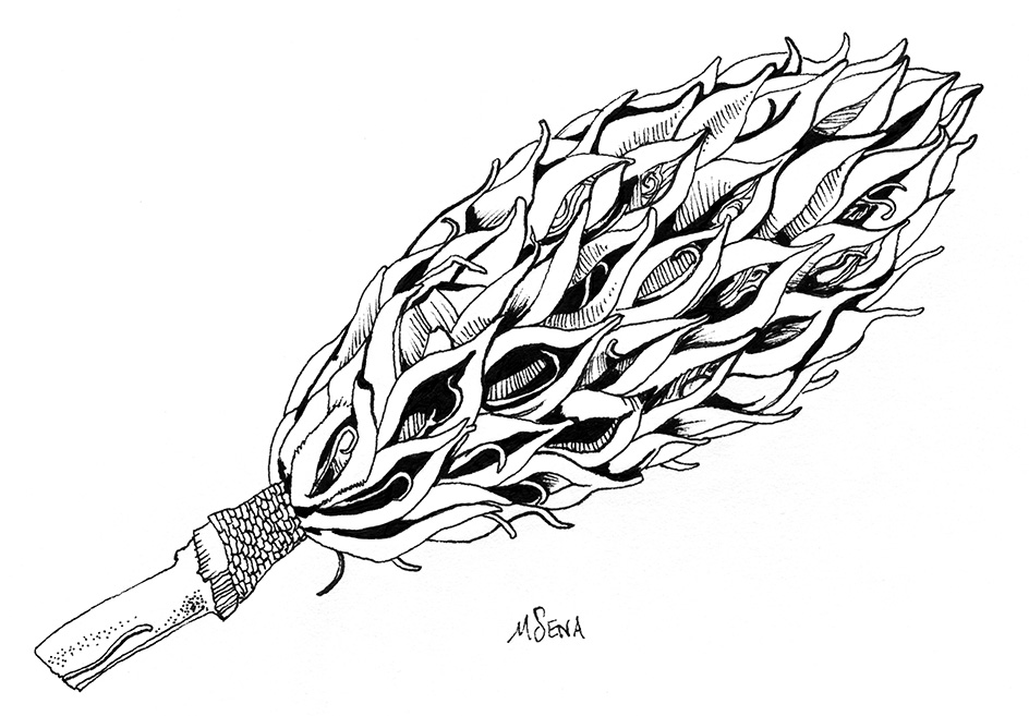944x657 pine cone line drawing - Pine Cone Line Drawing