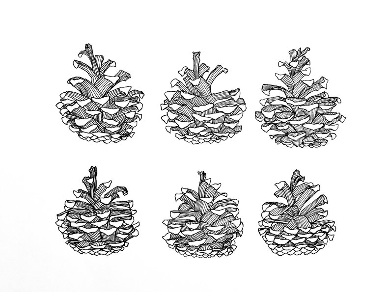 794x595 pine cones print original art black and white art line etsy - Pine Cone Line Drawing