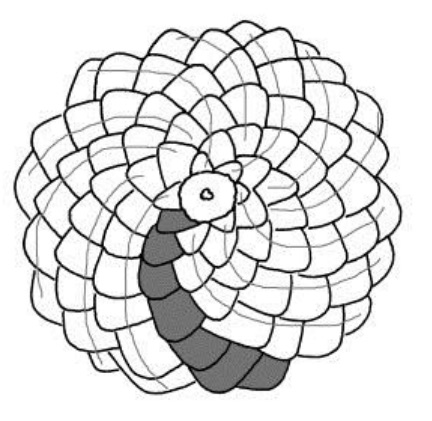 432x421 the pinecone and the golden spiral drawing seeing - Pine Cone Line Drawing