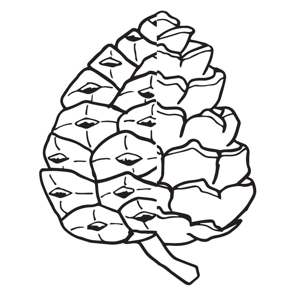 1000x1000 white drawing pine cone transparent png clipart free download - Pine Cone Line Drawing