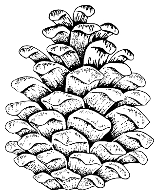 324x400 pine cone coloring pages - Pine Cone Line Drawing