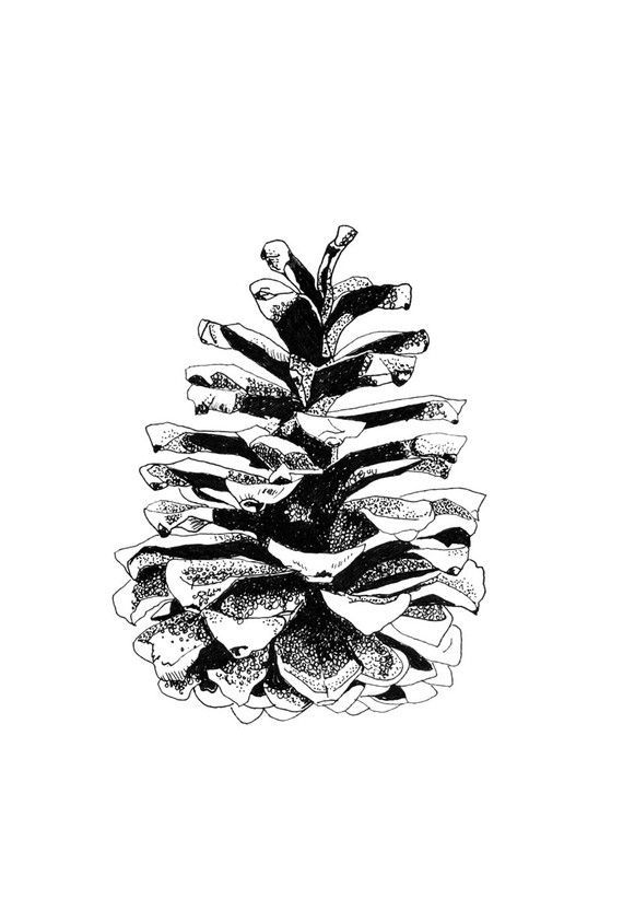 Pine Cone Line Drawing at Explore collection of