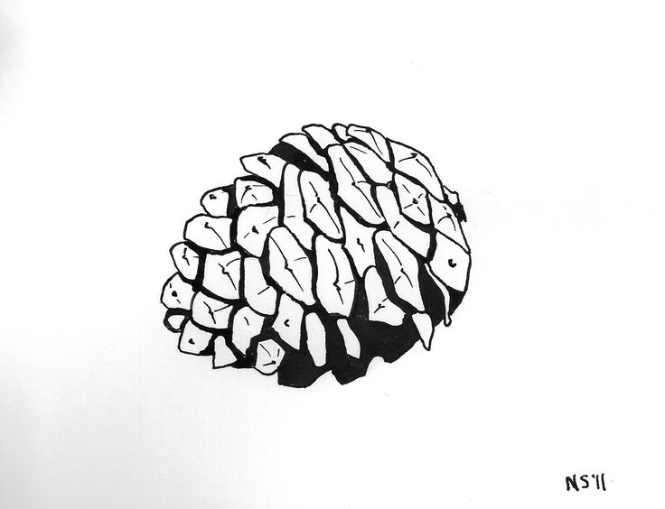 736x564 drawn pine cone vector free clip art stock illustrations - Pine Cone Line Drawing
