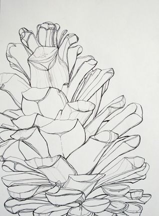 Pine Cone Line Drawing at PaintingValley.com | Explore collection of ...