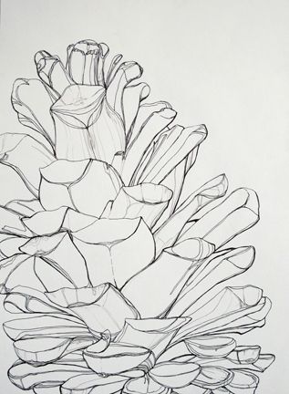317x432 art pine cone drawings - Pine Cone Line Drawing