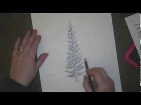 480x360 How To Draw Pine Trees - Pine Drawings