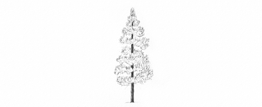 850x346 How To Draw Trees - Pine Drawings