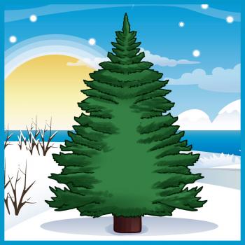 350x350 How To Draw How To Draw A Pine Tree - Pine Drawings
