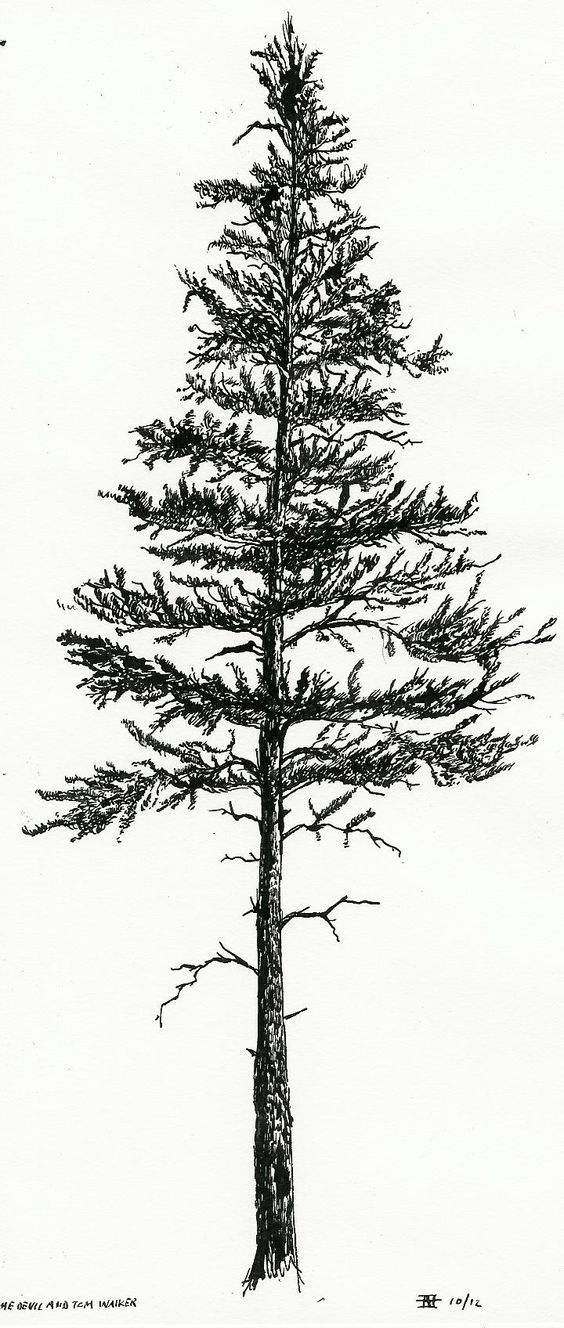 Pine Drawings at Explore collection of Pine Drawings