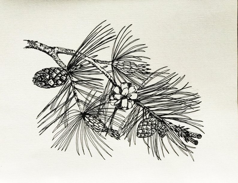 794x611 pine cone original ink drawings etsy - Pine Drawings