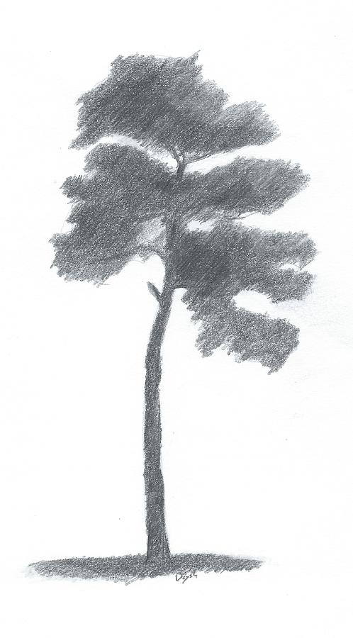 498x900 Pine Tree Drawing Number Two Painting - Pine Drawings