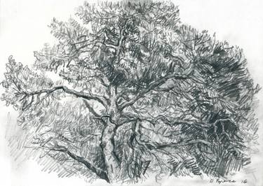 375x266 Pine Tree Drawings For Sale Saatchi Art - Pine Drawings