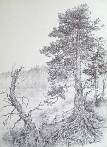 375x513 Pine Trees Drawing - Pine Drawings