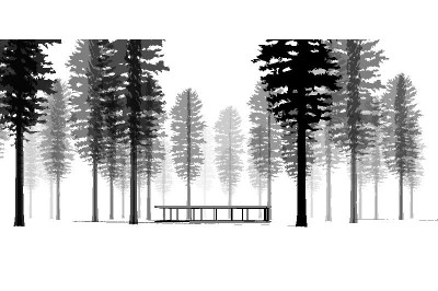 400x266 Western White Pine Tree For Revit - Pine Drawings