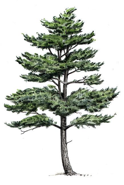 435x650 eastern white pine tree drawing - Pine Drawings