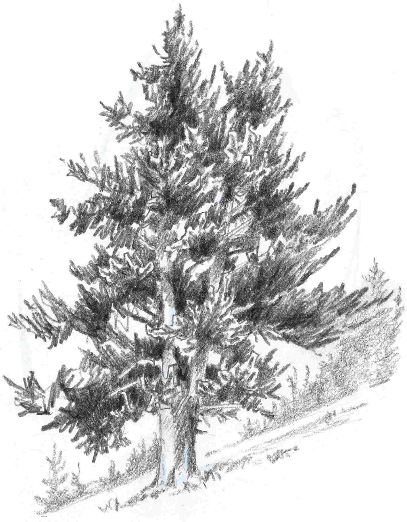1416x1814 how pencil drawings of pine trees to draw pine trees - Pine Drawings