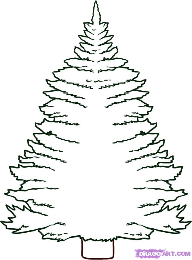 667x903 how to draw a pine tree, step - Pine Tree Drawing