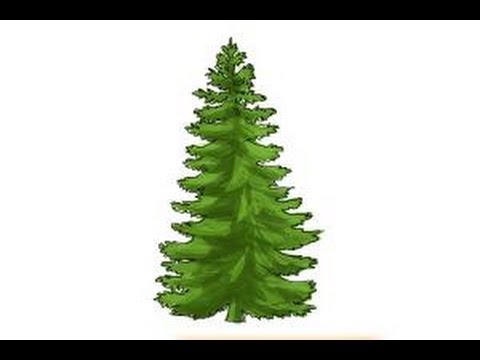 480x360 how to draw a pine tree - Pine Tree Drawing