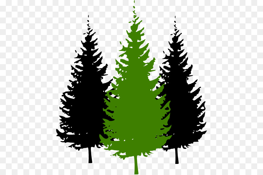 900x600 pine, tree, drawing, transparent png image clipart free download - Pine Tree Drawing