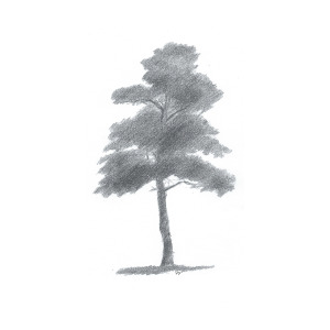 300x300 pine tree drawing number one painting - Pine Tree Drawing