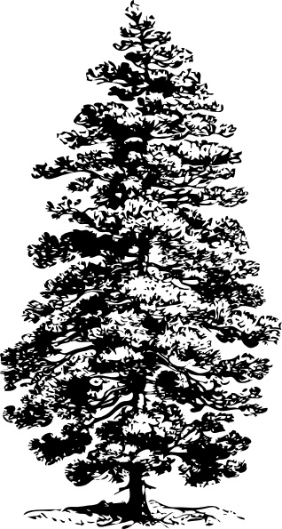 318x595 pine tree clip art free vector in open office drawing - Pine Tree Drawing