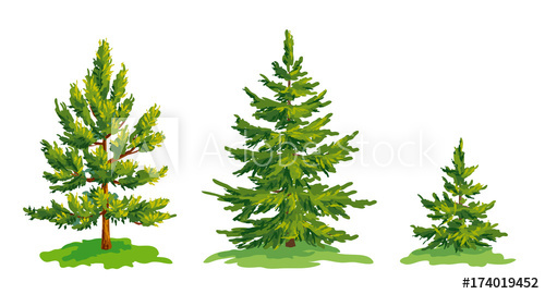 500x270 vector drawing of little pine tree and two fir trees - Pine Tree Drawing