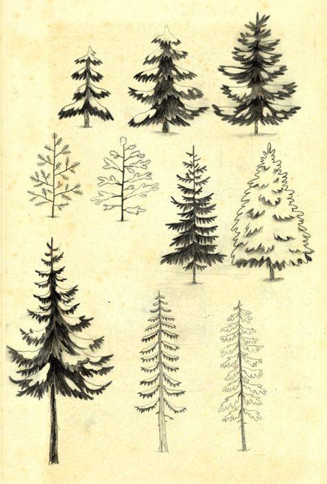 474x700 Chuckgroenink Pine And Spruce Sketches Drawing Art, Drawings - Pine Tree Drawing