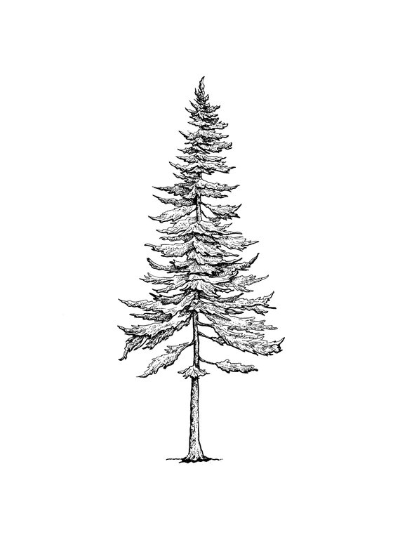 Pine Tree Drawing at PaintingValley.com | Explore collection of Pine ...