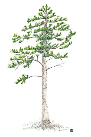 300x450 drawn pine tree drawing - Pine Tree Drawing