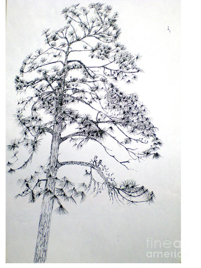 675x900 giant silver pine tree drawing - Pine Tree Drawing