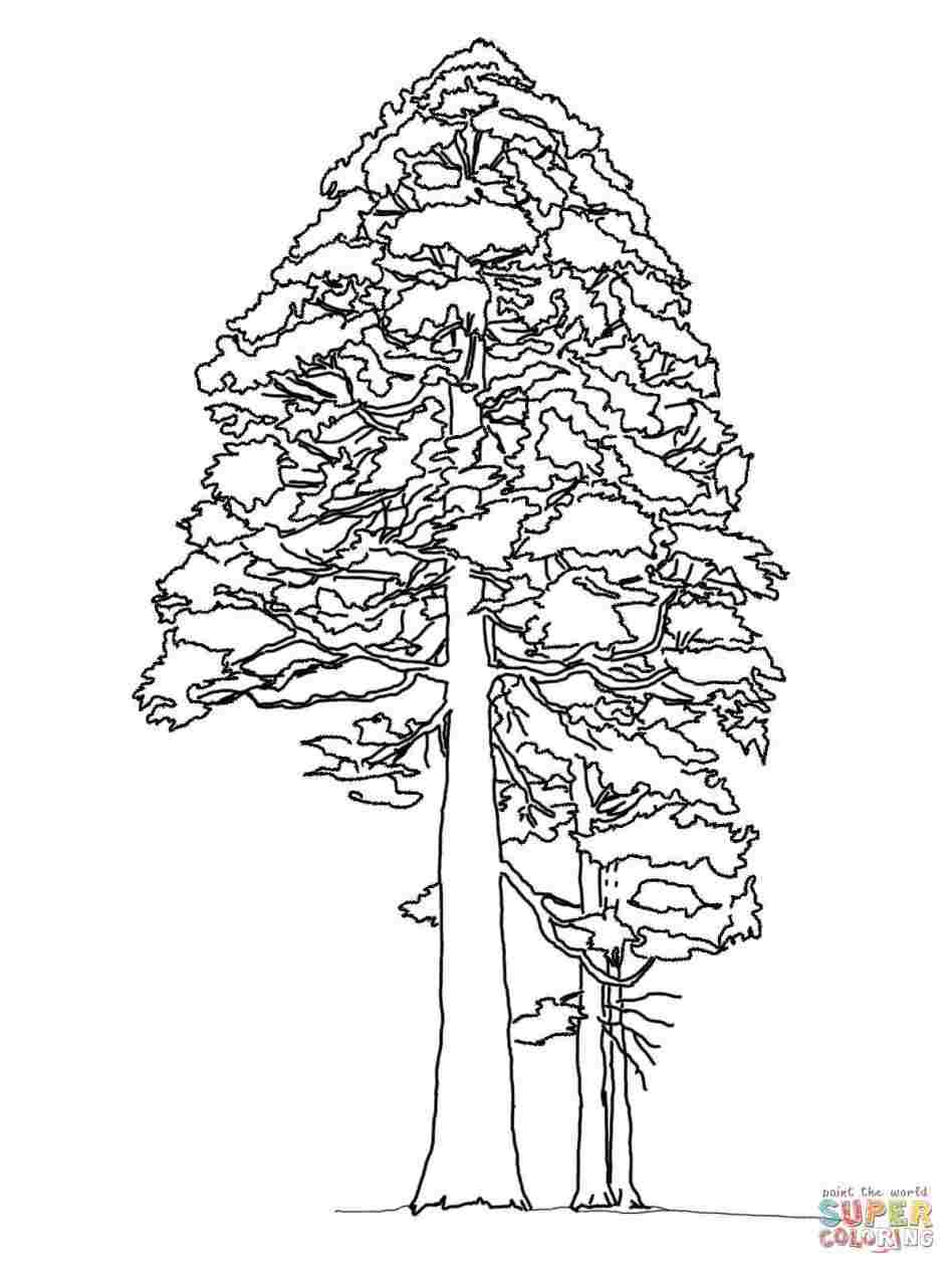 948x1264 pine tree drawing easy collection of uchristmas tree drawing easyu - Pine Tree Drawing Tutorial