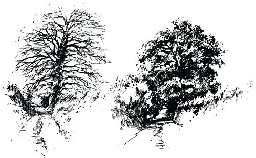 500x310 winter tree drawing winter tree in autumn - Pine Tree Drawing Tutorial