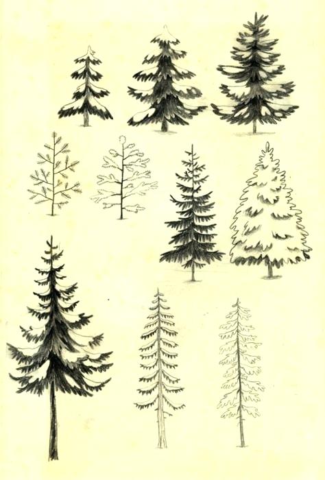 Pine Tree Drawing Tutorial at PaintingValley.com | Explore collection ...