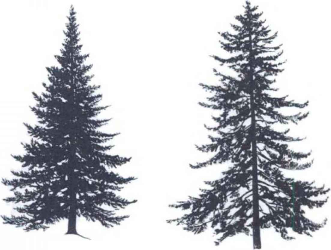 Pine Tree Line Drawing at Explore collection of